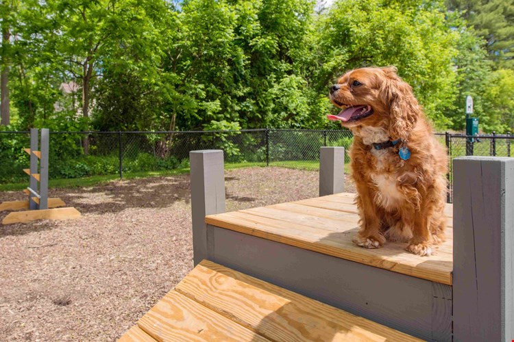 Our off-leash dog park offers a safe haven for your pet. Let them run, play, and explore in a protected space just for them.