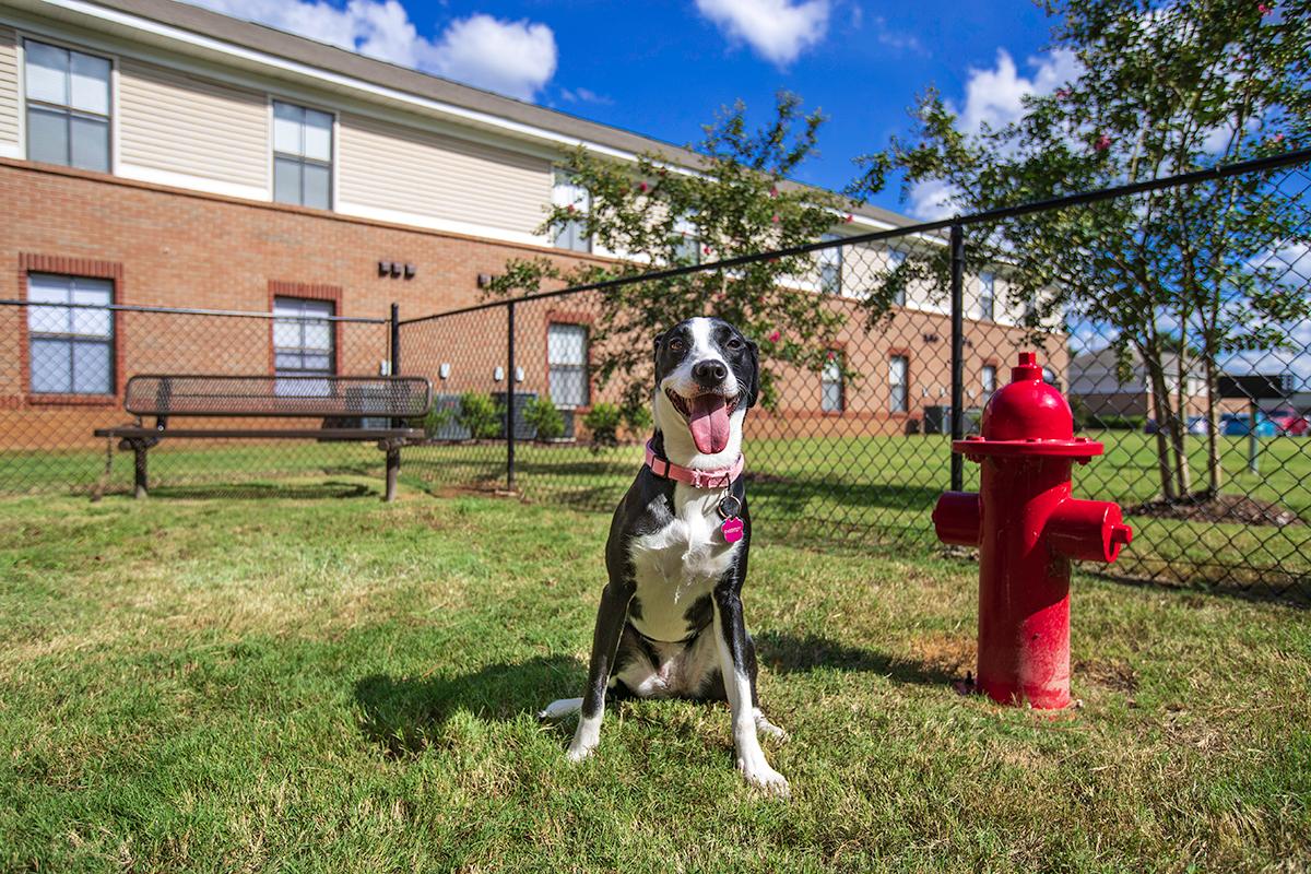 At The Mills at 601, we offer pet friendly apartments in Prattville! Bring your furry friend to our on-site dog park for some exercise. 
