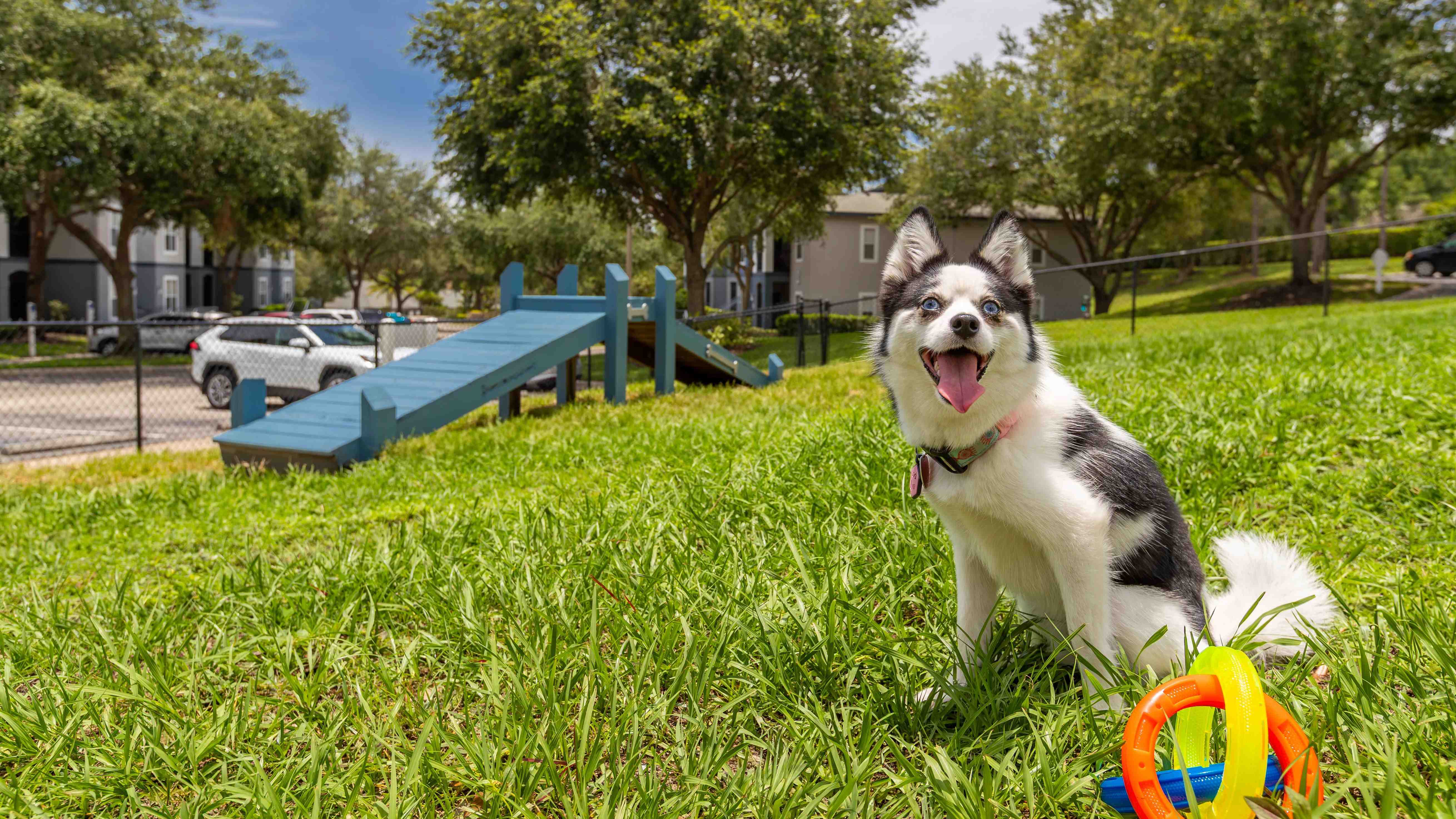 Elevate 155 offers pet friendly apartments in Mount Dora. Bring your pup to our off-leash bark park where they can unleash energy, socialize, and enjoy sunshine-filled playtime right outside your door.