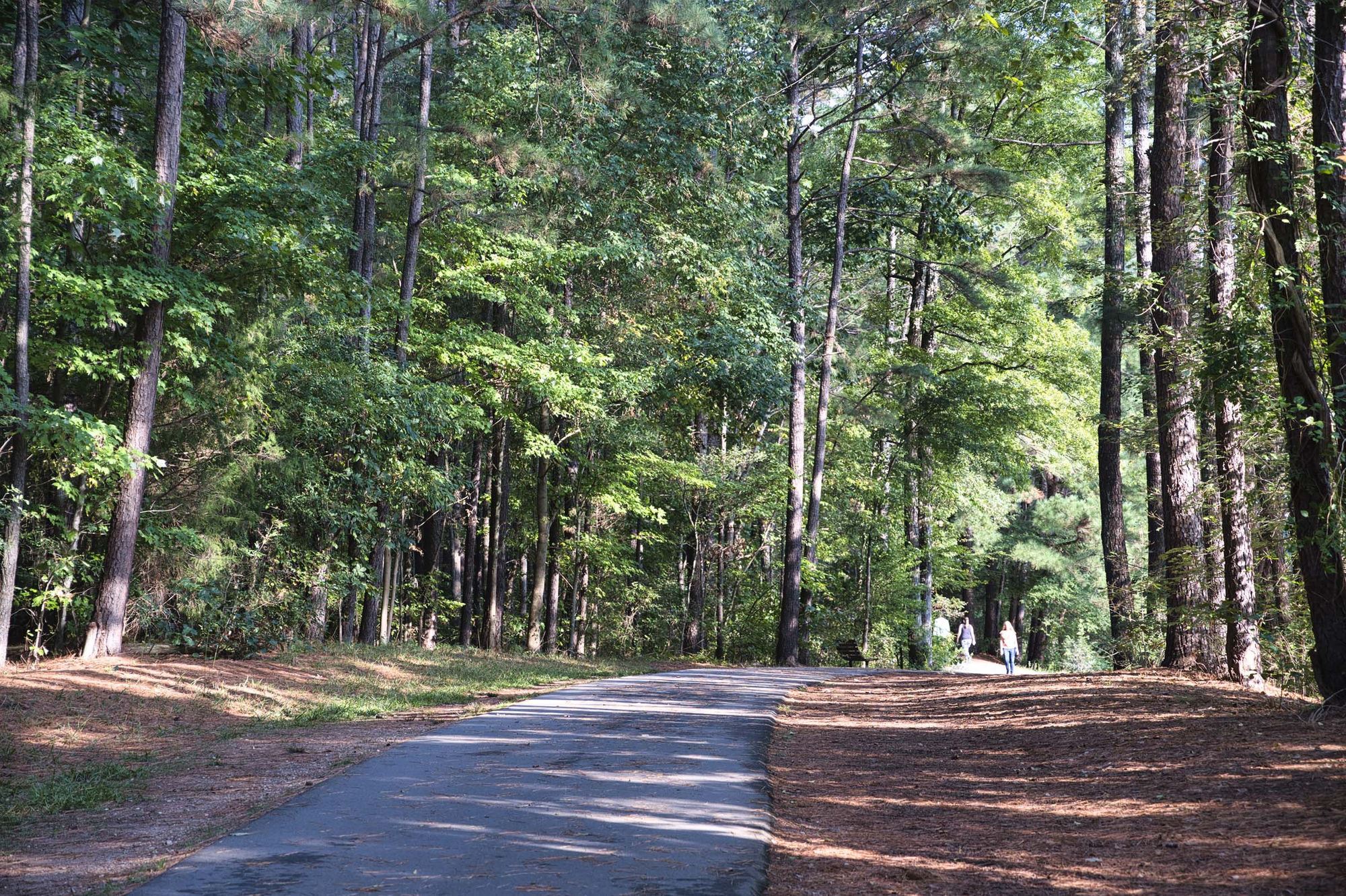 Camden Lake Pine Image 49