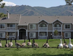 Adagio at Corner Canyon Image 3