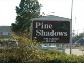 Pine Shadows Image 1