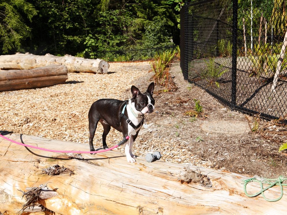 Phase I WAG Pet park