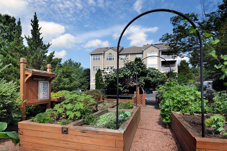 Urban Vegetable Garden