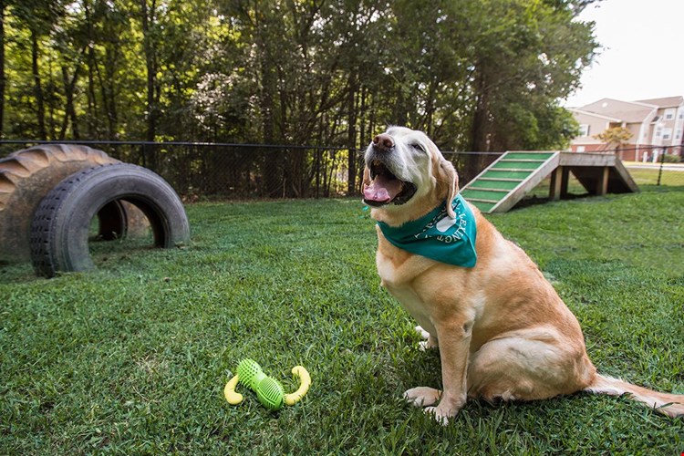 Slate is a pet friendly apartment community featuring an off-leash dog park.