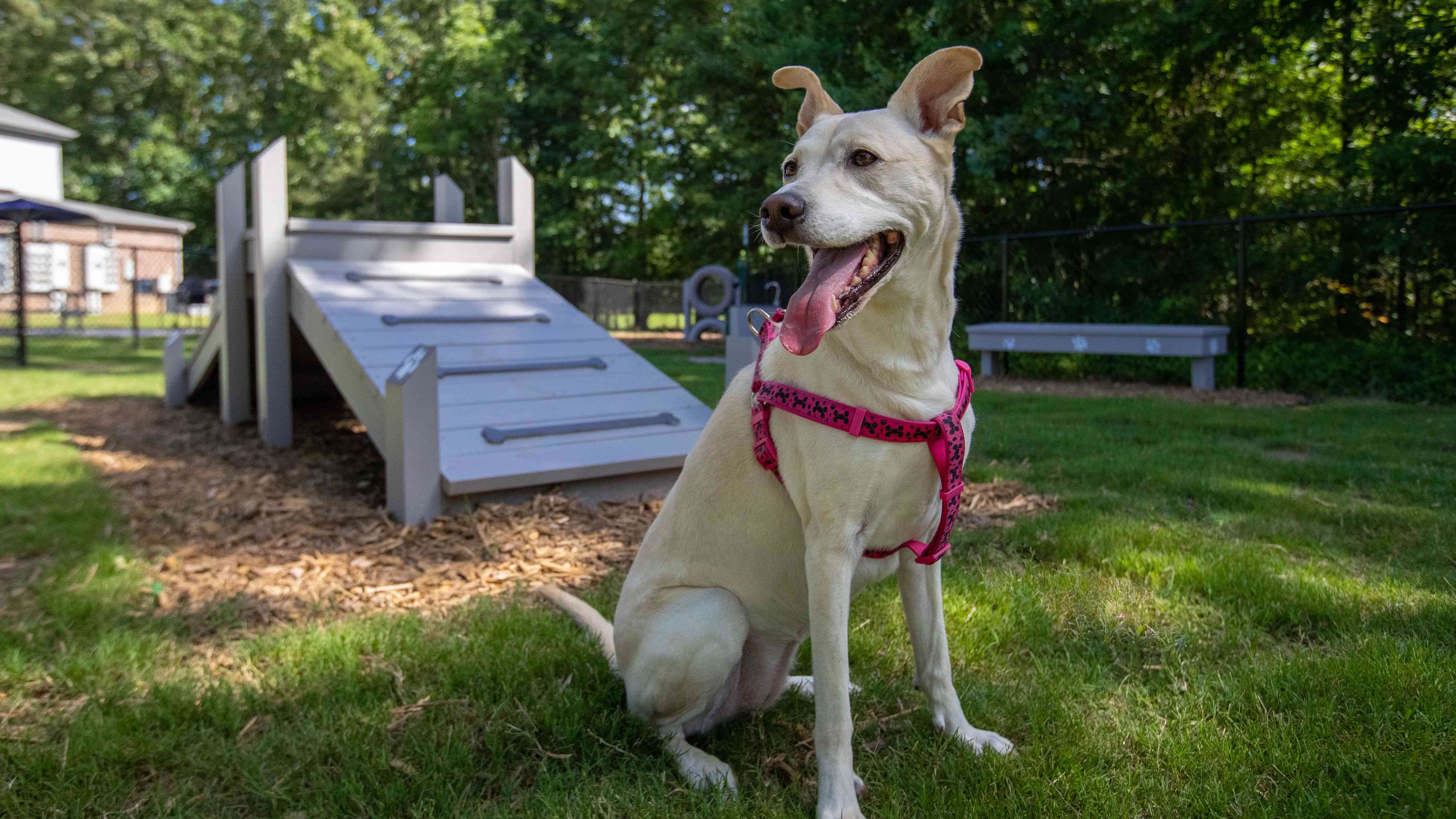 Bring your furry friends to our pet-friendly community in Cabot, Arkansas, where our off-leash dog park is a playground for endless fun!
