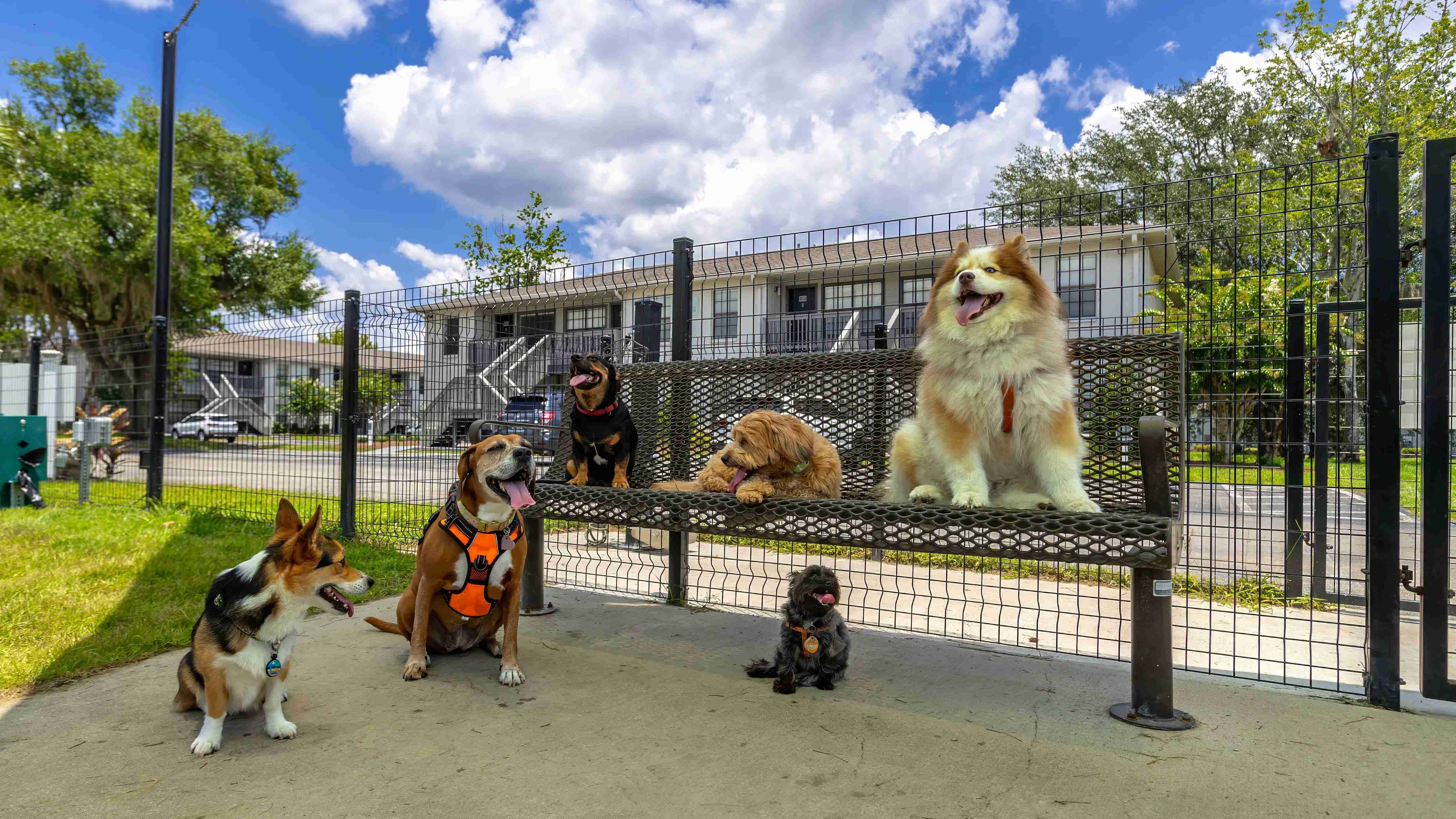 Embrace pet-friendly living in Gainesville with our off-leash dog park! Watch your furry friend thrive in a pet paradise welcome to dogs of all sizes. 