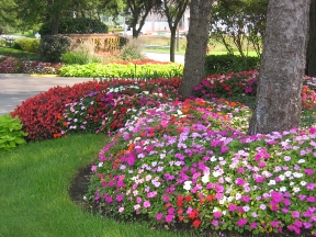 flowers