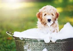 Dog friendly and we DO have a dog wash station