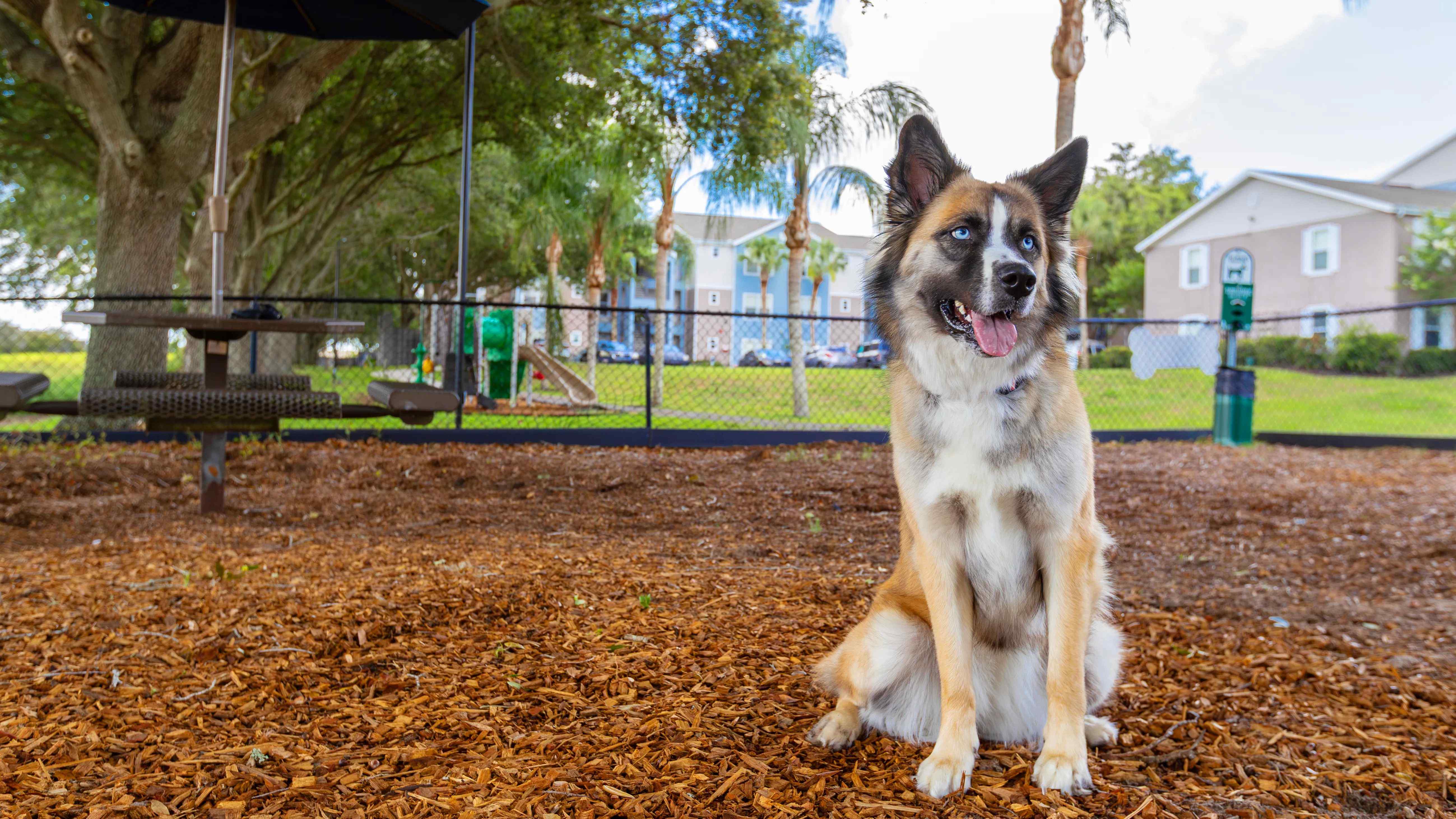 Our pet-friendly community features an off-leash dog park where your four-legged friends can play, socialize, and enjoy the outdoors.