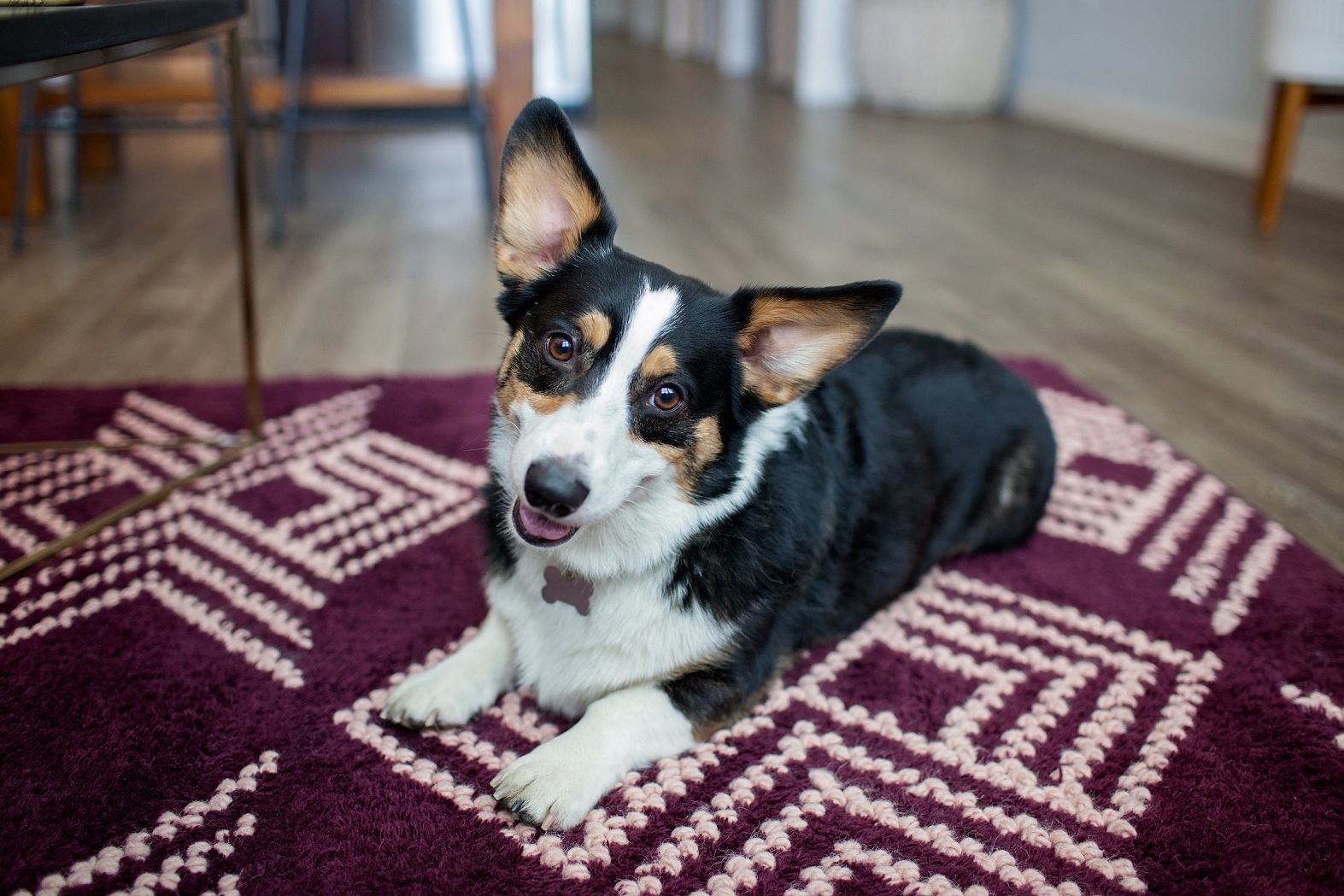 Pet Friendly Community