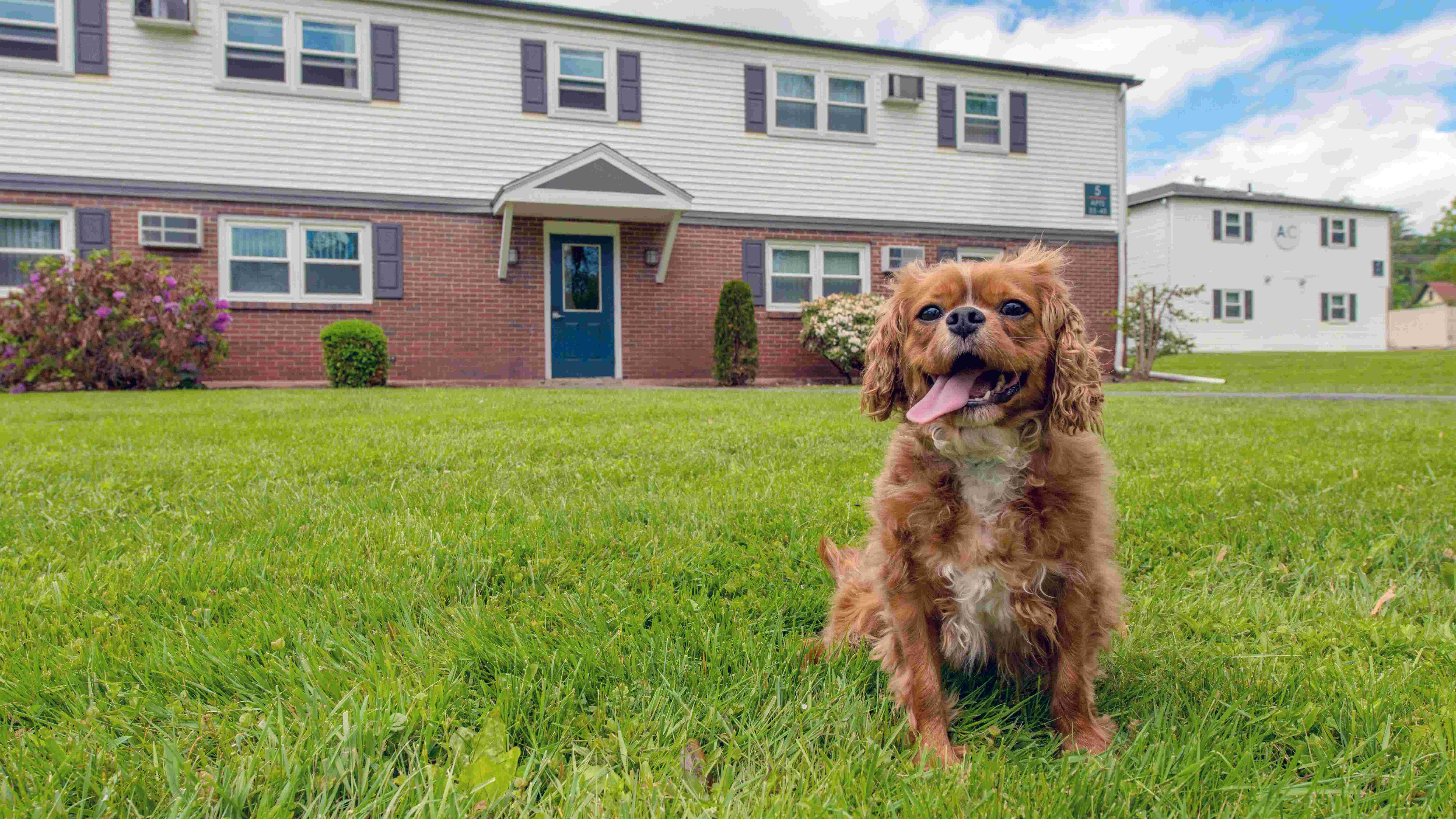Share the joy of our pet-friendly Amherst apartments with your four-legged companion – making home sweet home even sweeter.