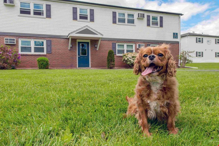 Share the joy of our pet-friendly Amherst apartments with your four-legged companion – making home sweet home even sweeter.