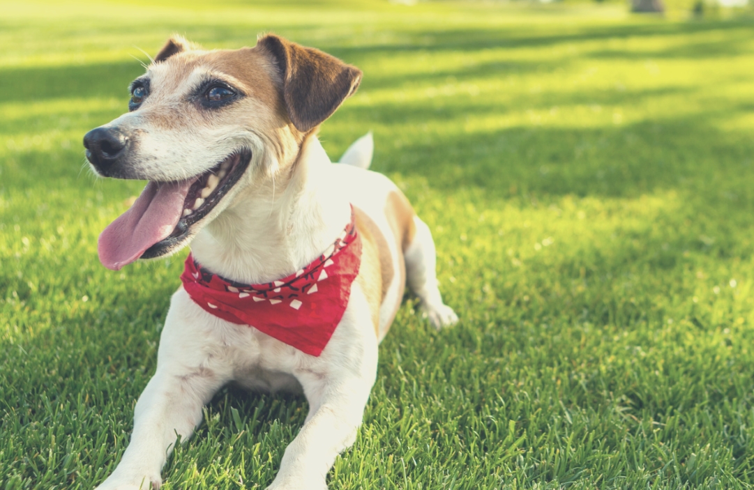 Hibernia Apartments Image 7