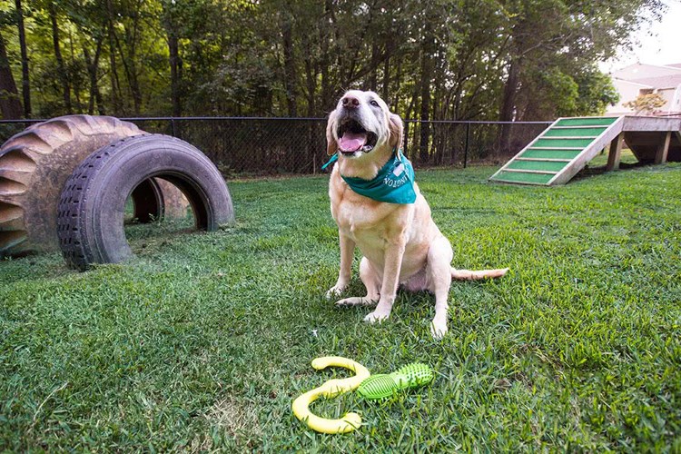 We offer pet friendly apartments in Lexington and your dog will absolutely love our off-leash dog park.