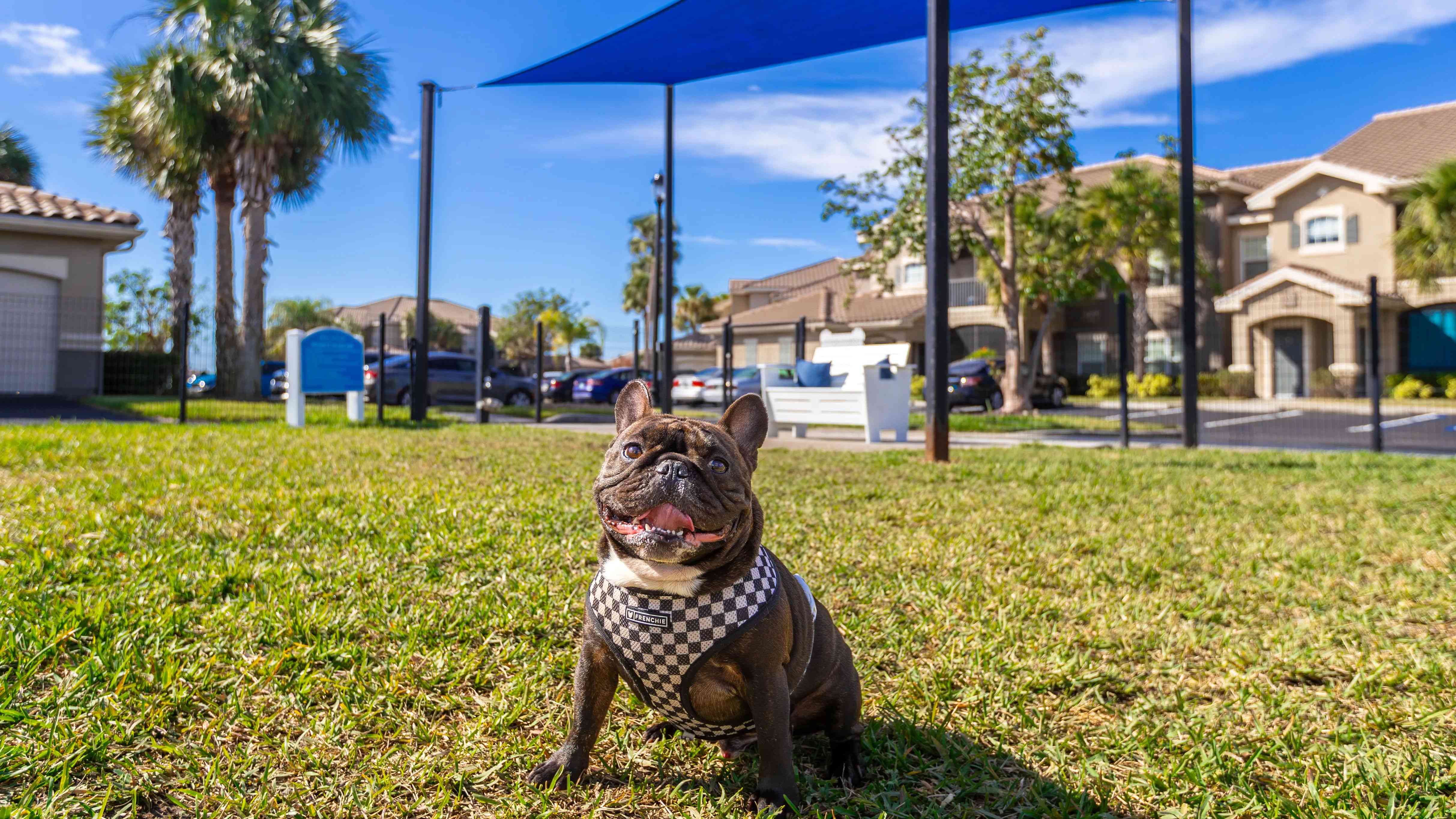 Enjoy pet-friendly living with a dedicated dog park perfect for exercise and socializing.