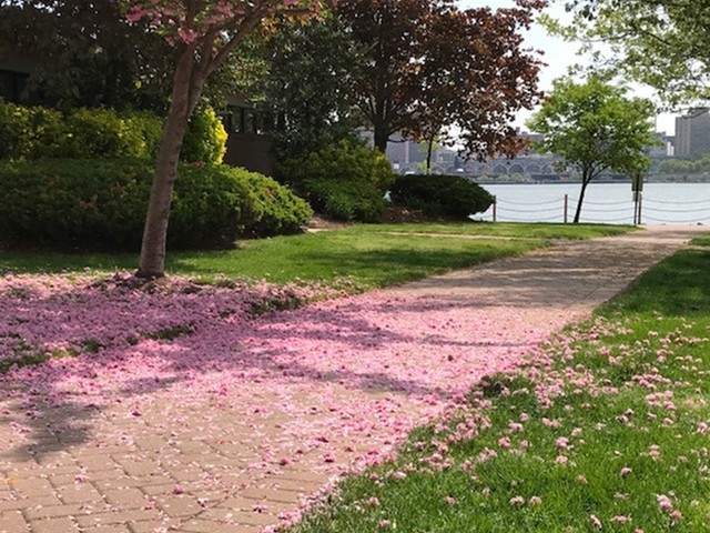 Springtime at Mariner's Landing