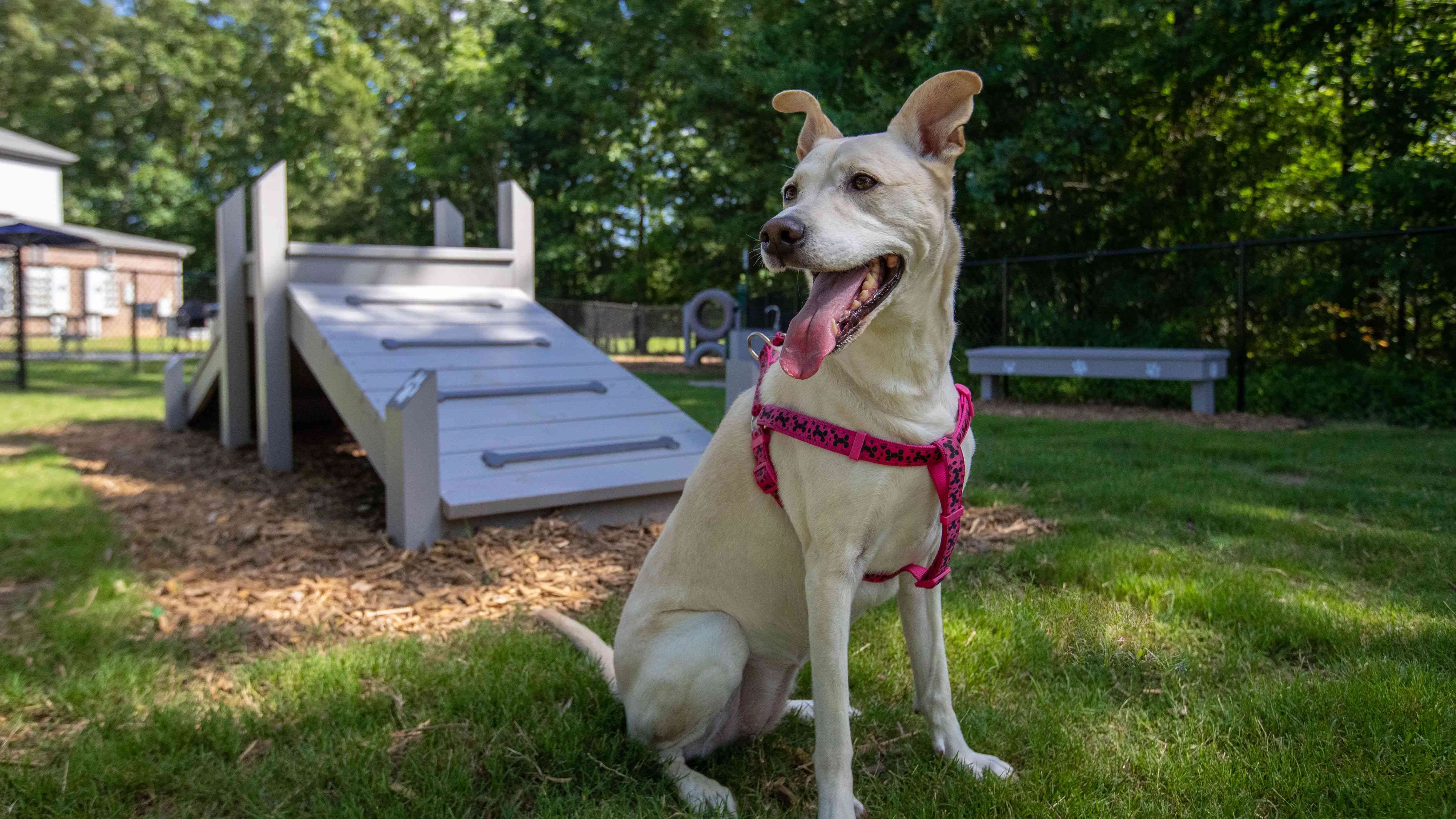 Delight in pet-friendly apartments in Cabot, Arkansas, with a sprawling off-leash dog park, an enjoyable haven for your cherished pets to frolic and play.