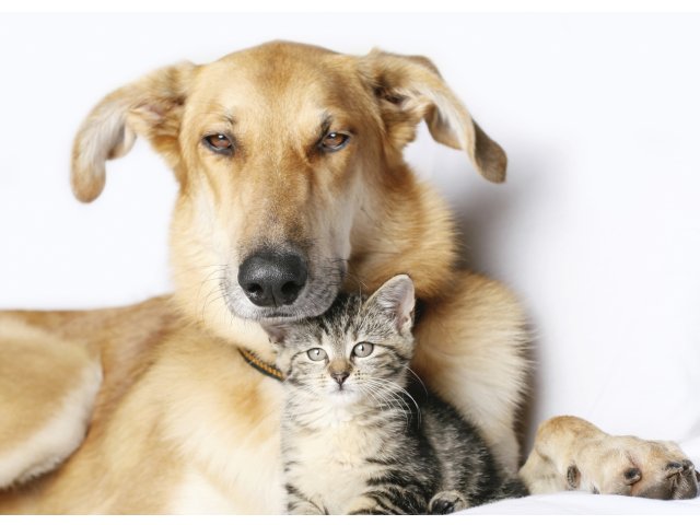 Pets Welcome (Breed Restrictions Apply)