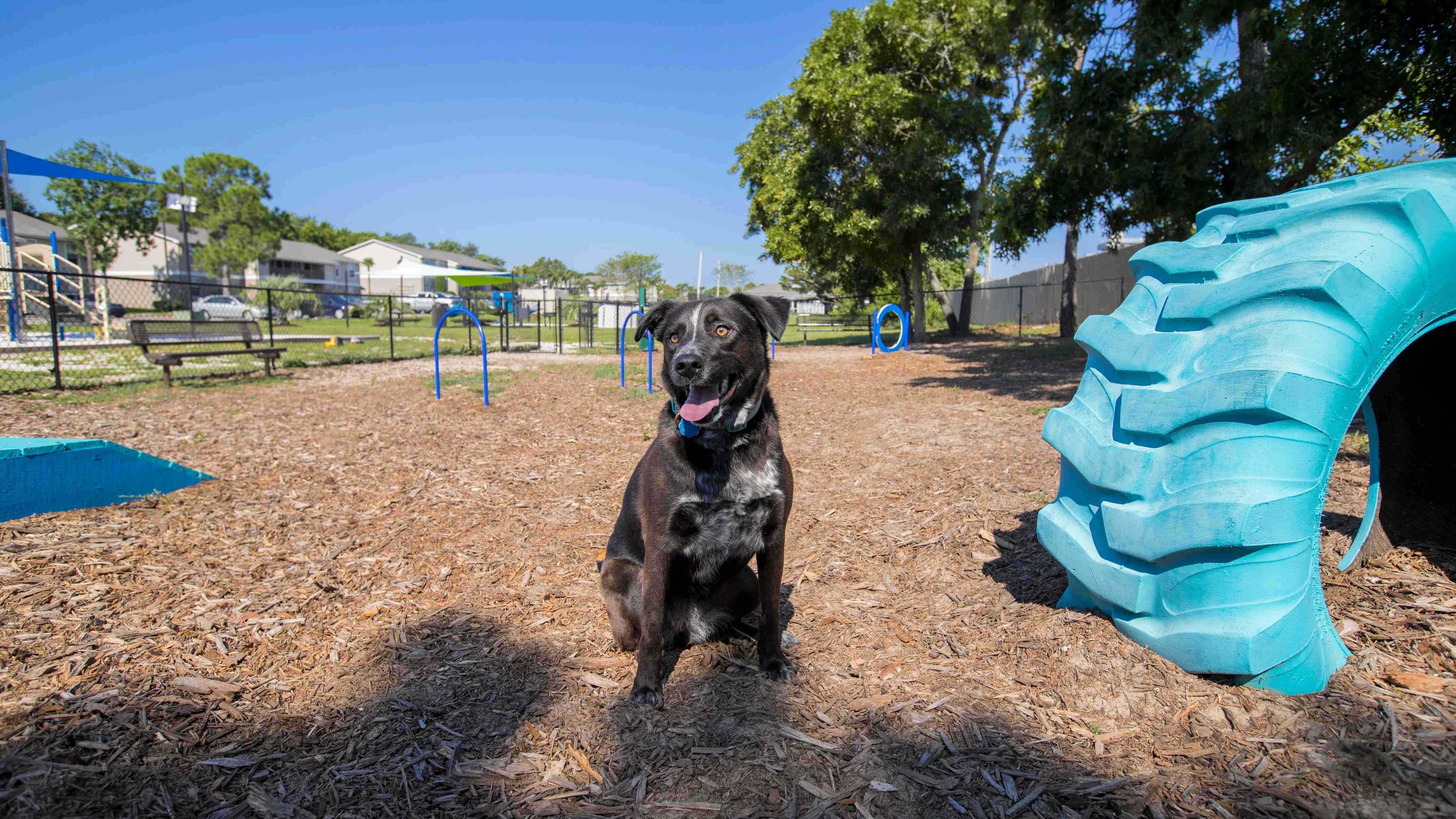 Discover pet-friendly living in Gulf Breeze, offering an on-site dog park designed for your furry friends' daily enjoyment.