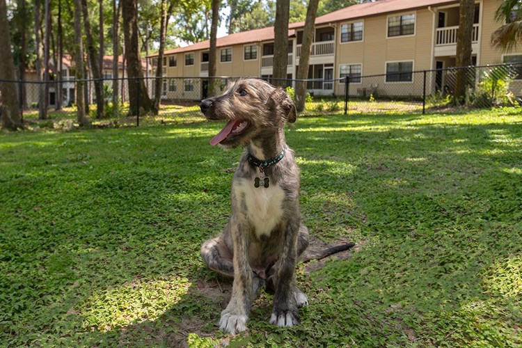 Carrington Lane is a pet friendly apartment community and your furry friend will love playing in our dog park.