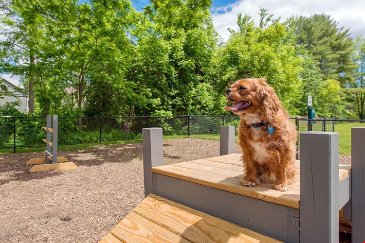 Aspen Chase is a pet friendly community and we have an off-leash dog park so your furry friend can get some exercise.