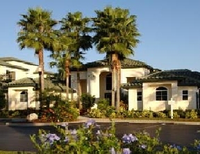 Allegro Palm Image 2