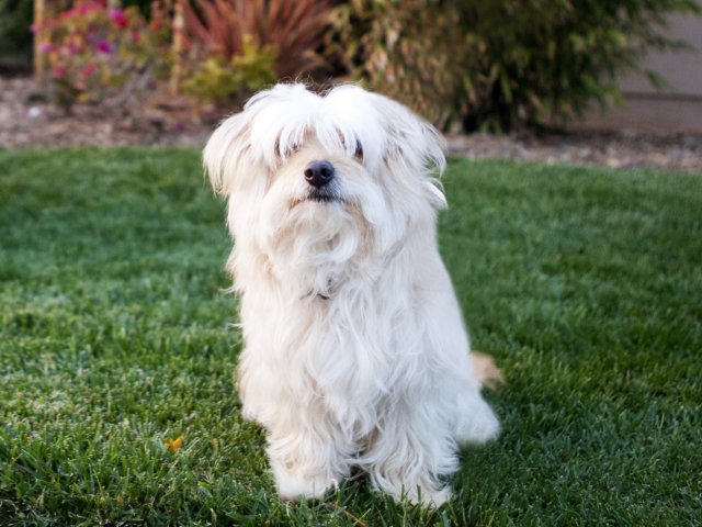 Pet Friendly Apartments