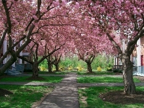 Lawrenceville Gardens Image 22