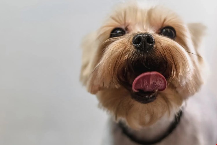 Adele Place is a pet friendly community!