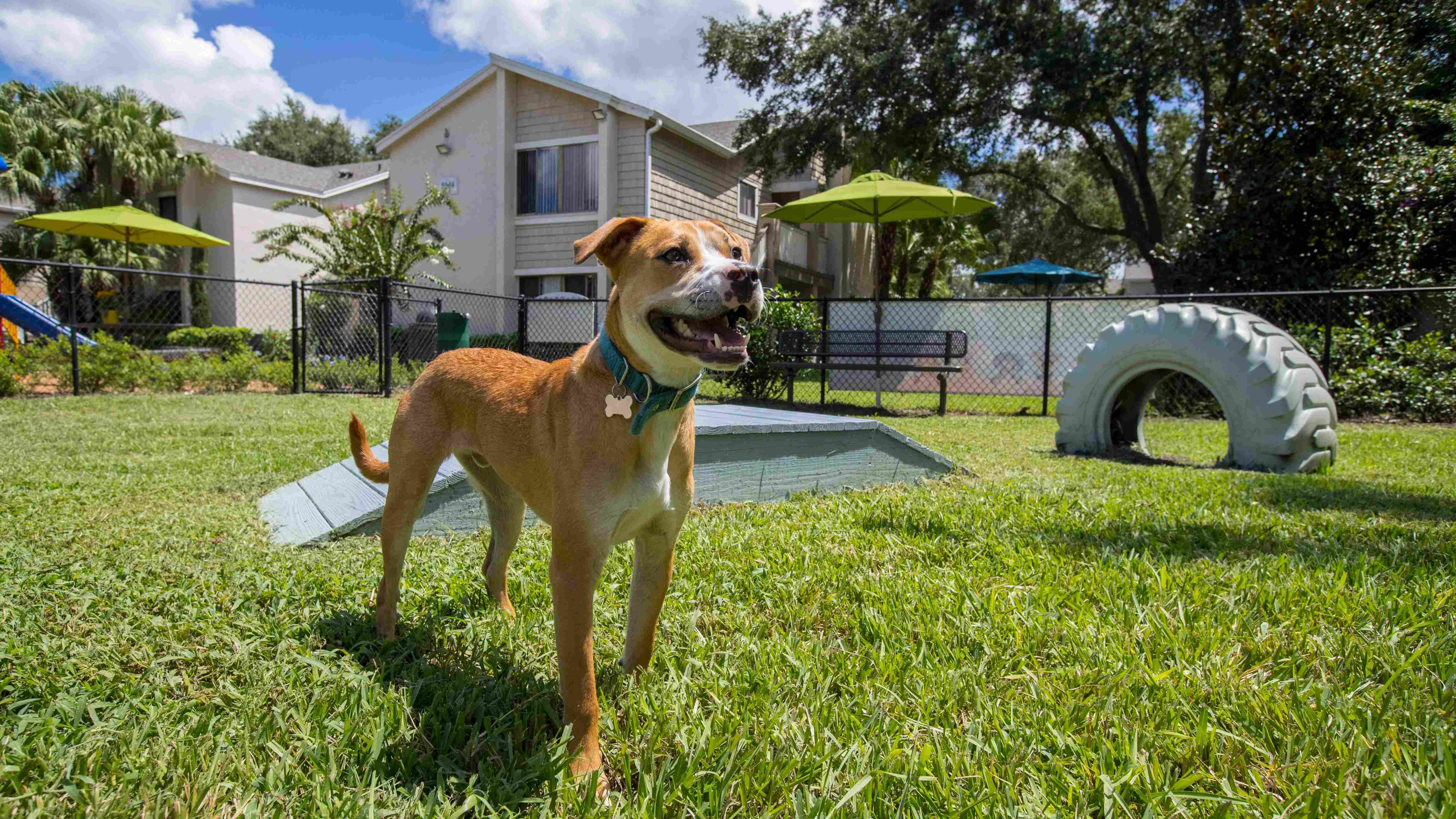 Harper Grand is a pet-friendly community in Orlando, boasting a vibrant 'Bark Park,’ where we invite your furry friends to play and explore.