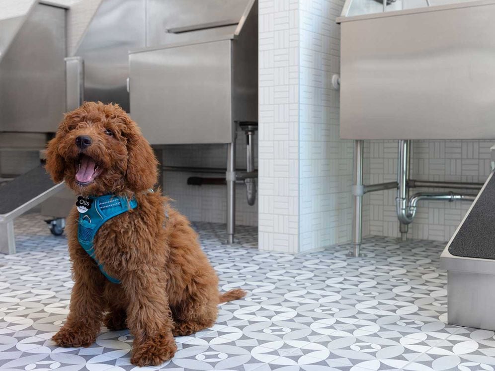 Phase II WAG Pet Spa