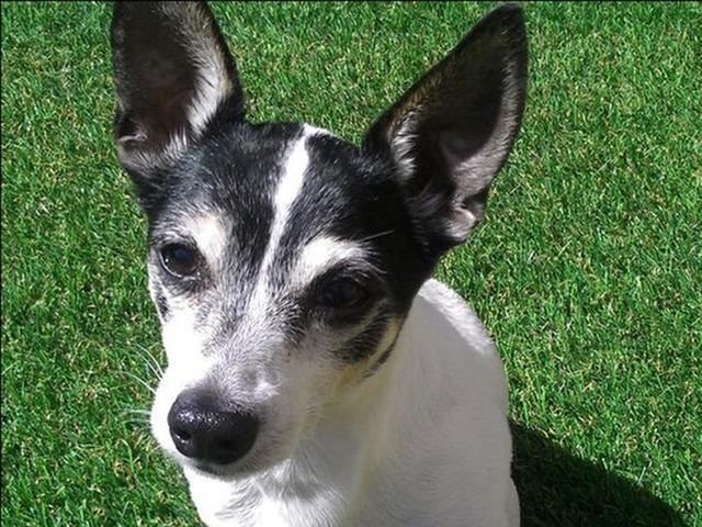 Sycamore Greens Apartment Homes Image 8