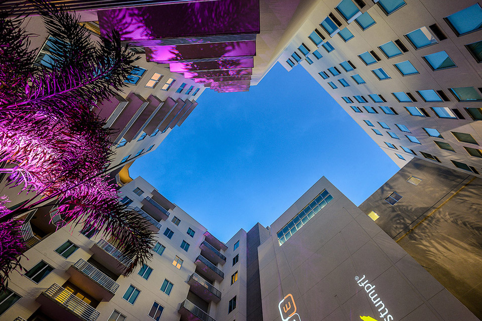 One Palm Image 28