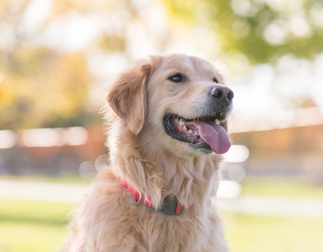 We are a pet-friendly community