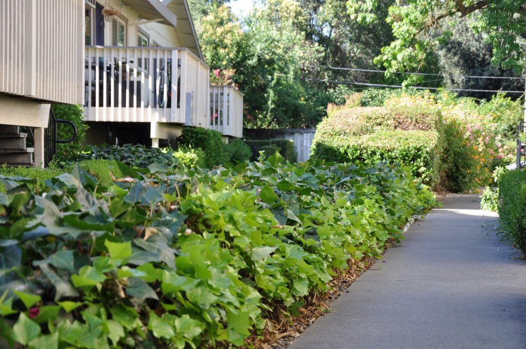 Sherwood and Forest Arms Apartments Image 2