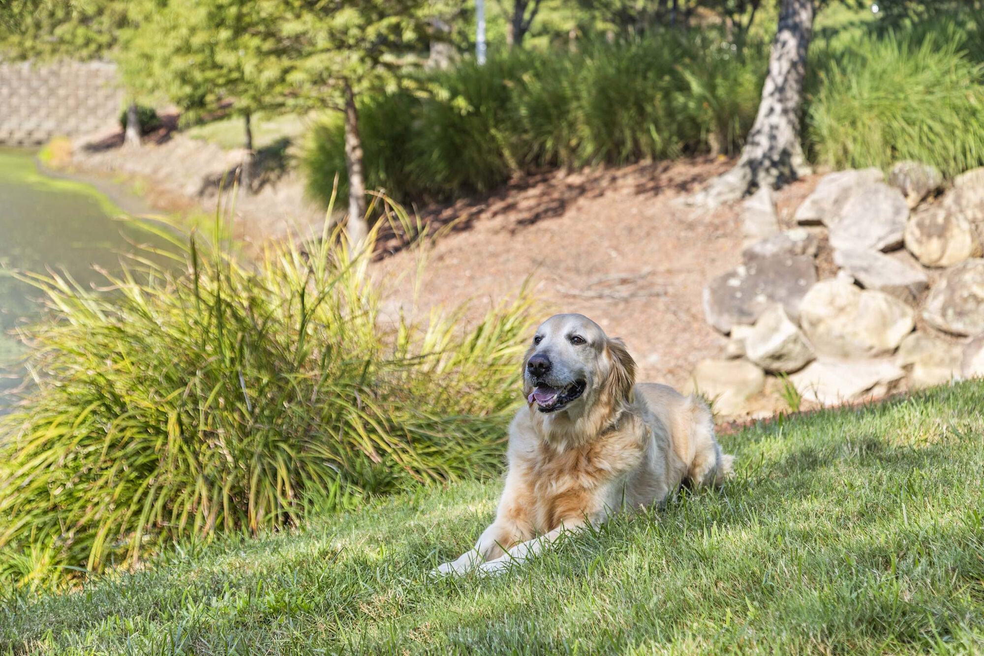 Camden Governors Village Image 33