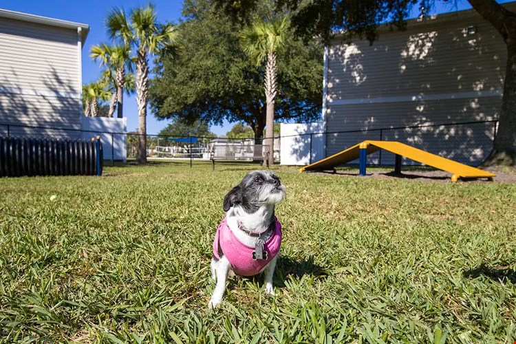Lanier Landing is a pet friendly community and features an off-leash dog park.