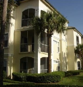 Allegro Palm Image 3