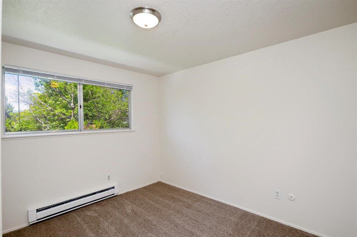 Sugar Pine Image 18