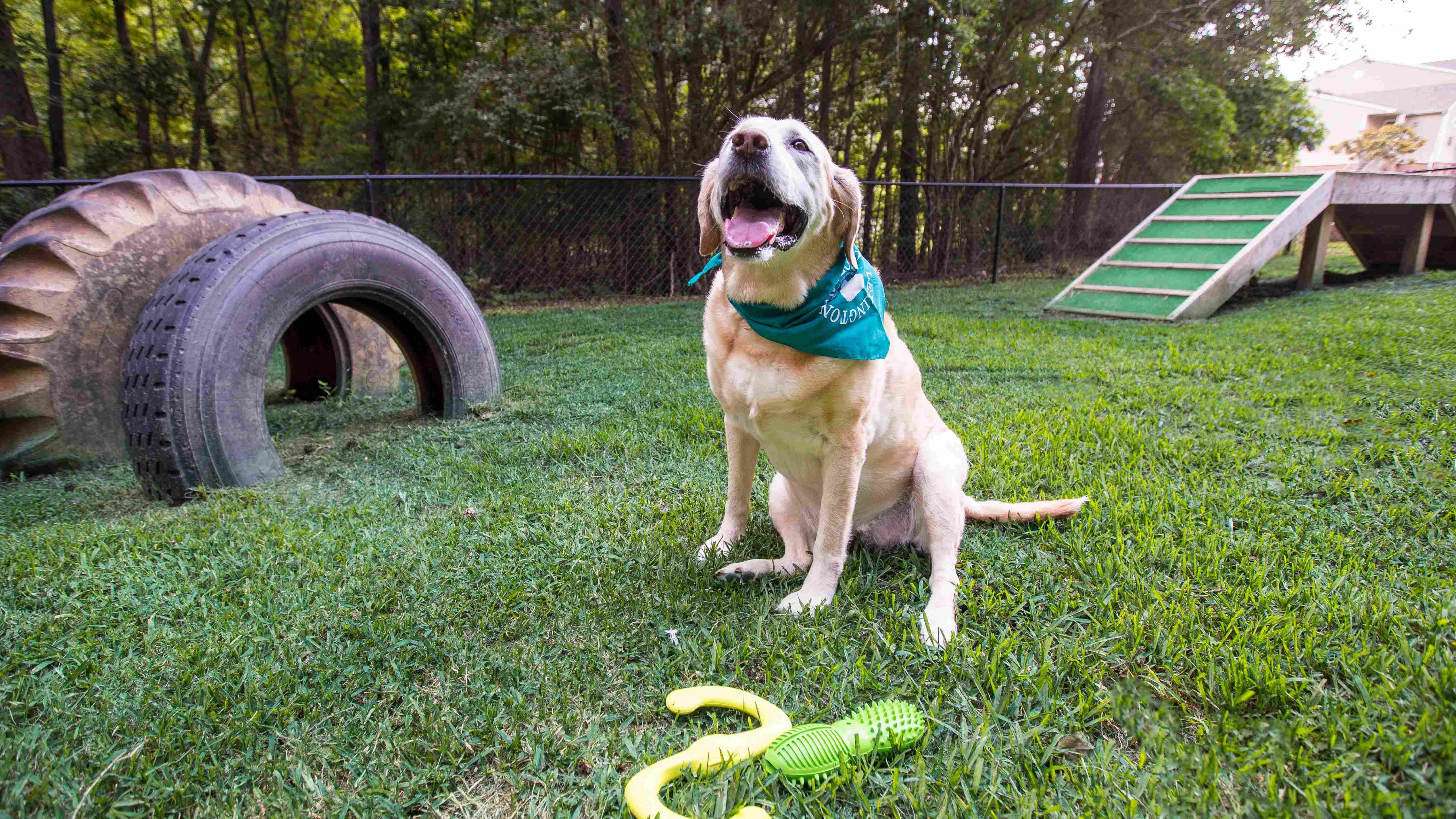 Unlock pet-friendly living at its peak in Lexington, South Carolina. Your dog is about to level up their happiness in our exclusive off-leash dog park. 