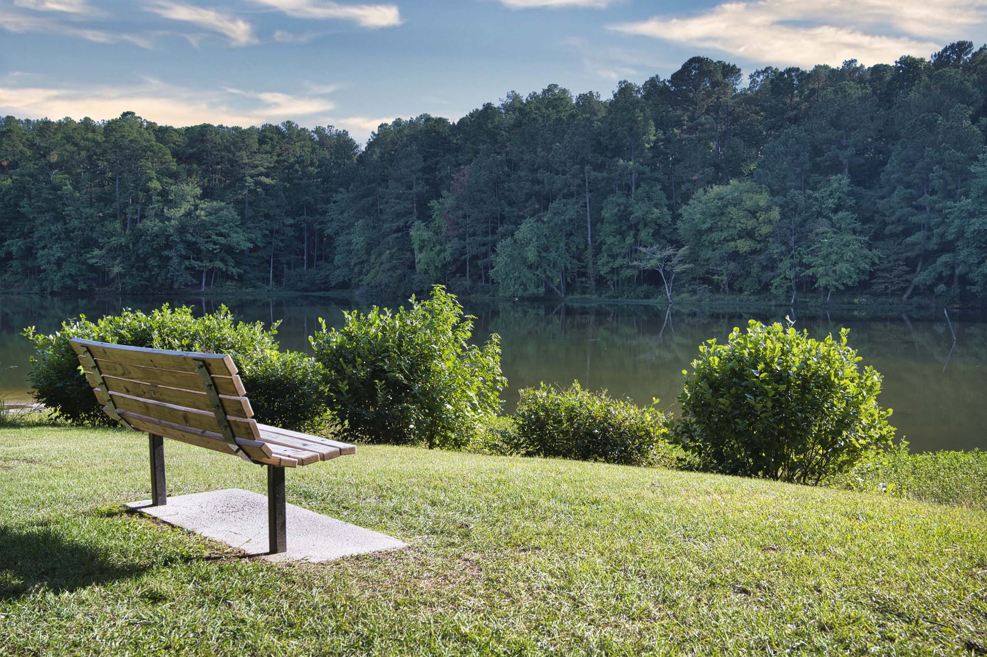 Camden Lake Pine Image 47