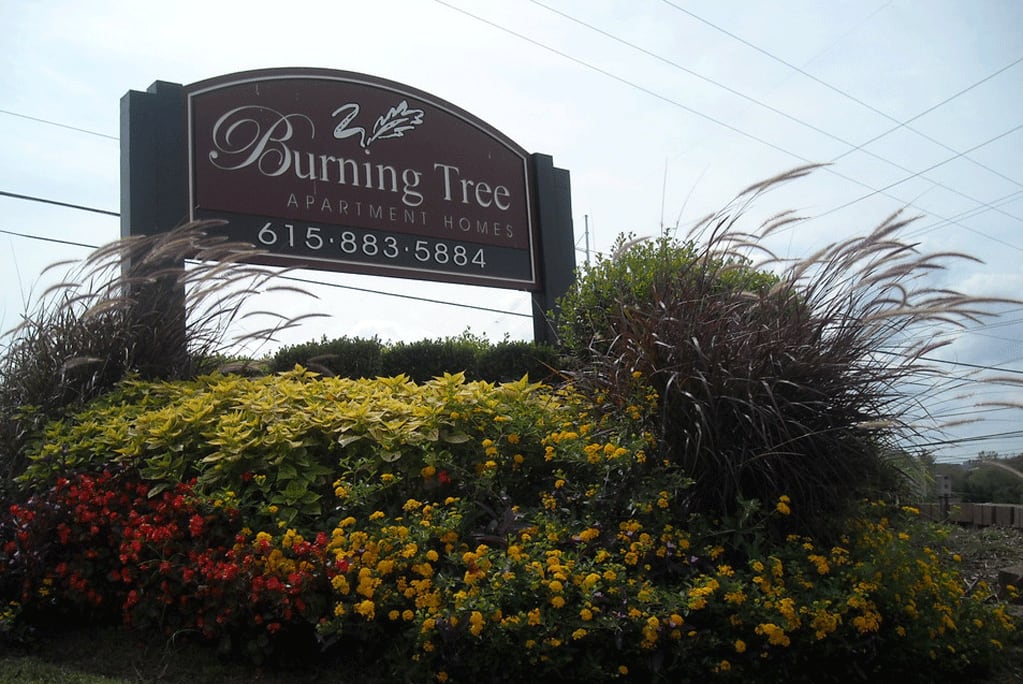 Burning Tree Image 2