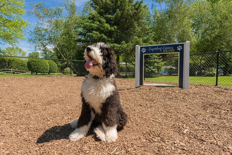 We offer pet friendly apartments in Sunderland, MA.