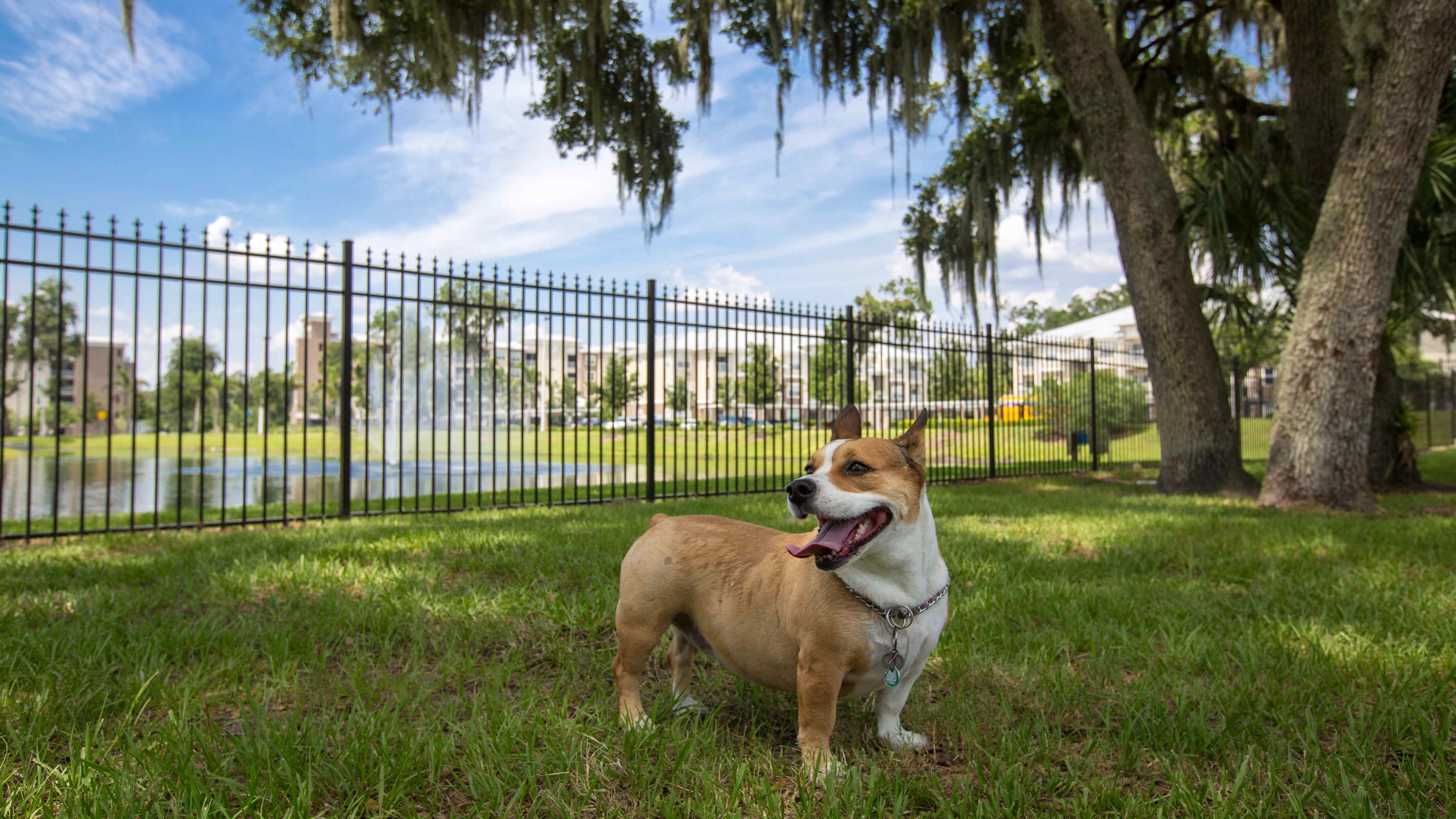 We offer pet-friendly living in Riverview, Florida, and boast a superb off-leash dog park offering captivating views of the community lake.  
