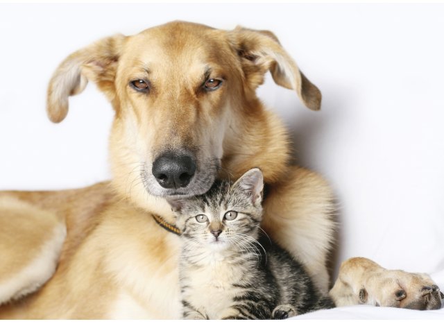 Pets Welcome (Breed Restrictions Apply)