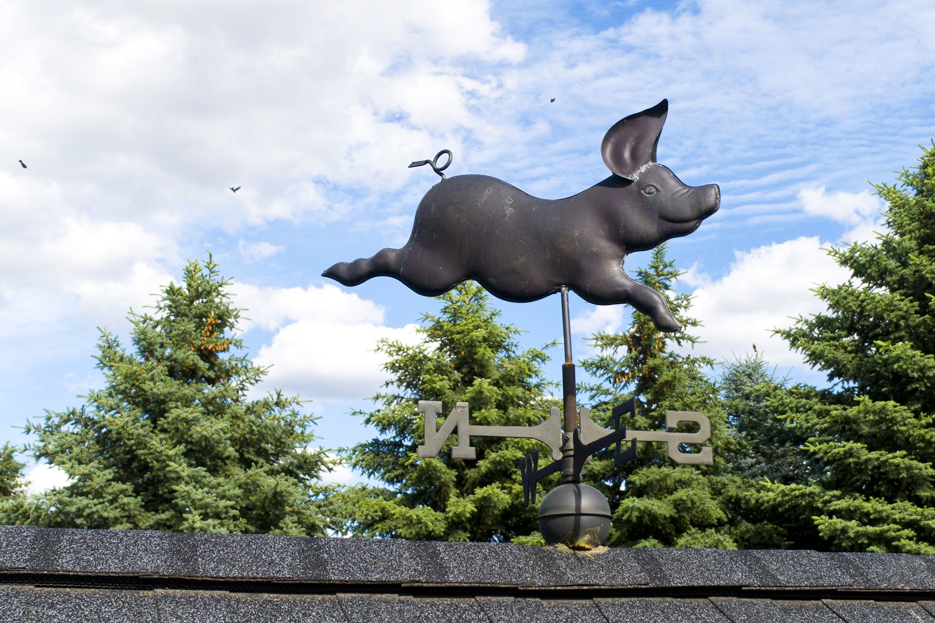 The Whimsical Pig