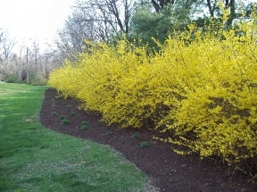 Lawrenceville Gardens Image 25