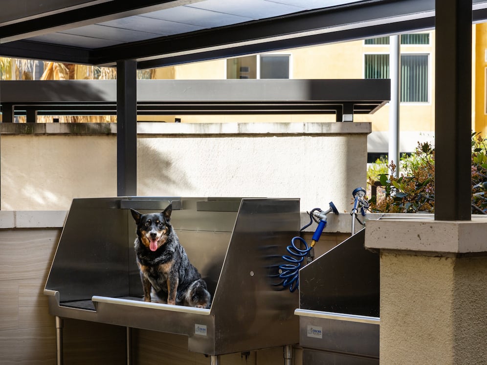 WAG pet spa