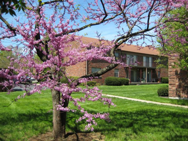 The Paddock Apartments Image 4